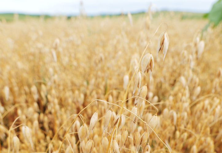 The Ultimate Guide to All Things Oats