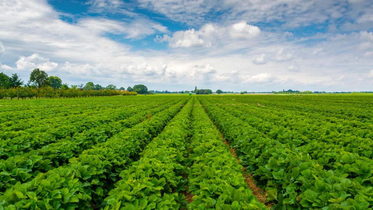To make America healthy again, invest in organic food