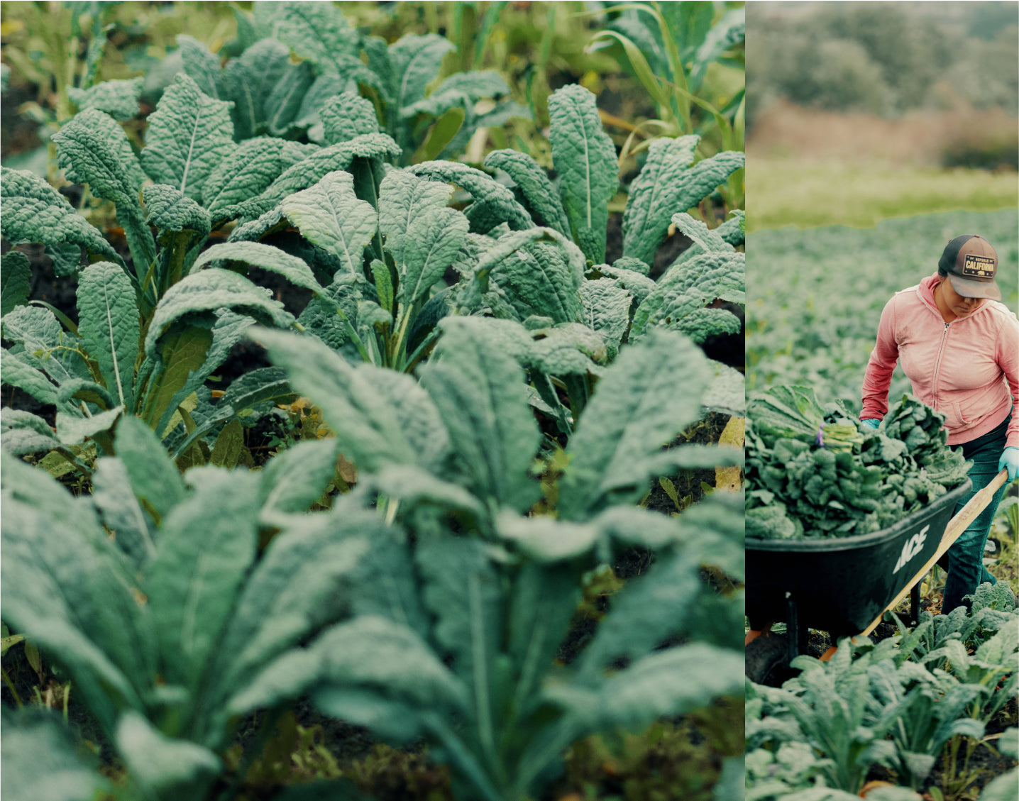 To make America healthy again, invest in organic food