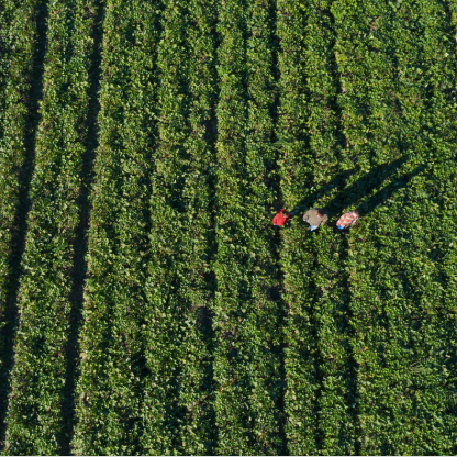 farm zoom oout.