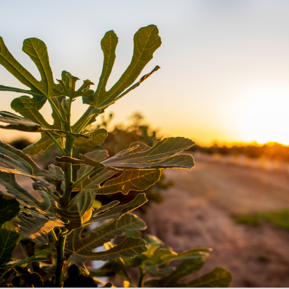 farm against a sunset.