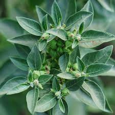 4 Reasons You Should Try Ashwagandha: Benefits and How to Use - Daily Harvest