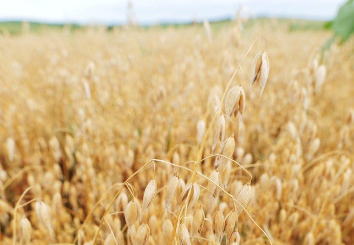 Managing GLP–1 Side Effects: How Fiber Can Help with Constipation - Daily Harvest