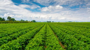 To make America healthy again, invest in organic food