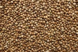 Hemp Seeds: The Tiny Superfood with Big Benefits