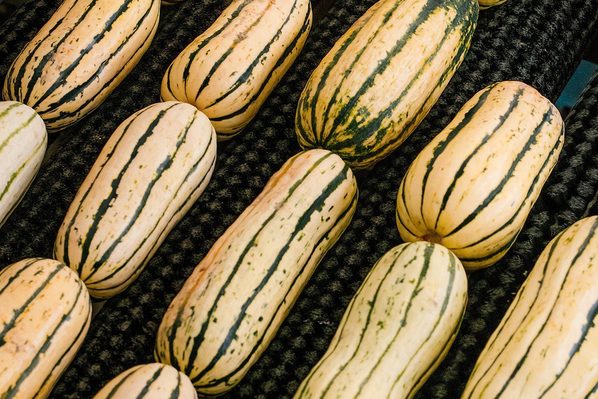 How to Cook Delicata Squash - Daily Harvest