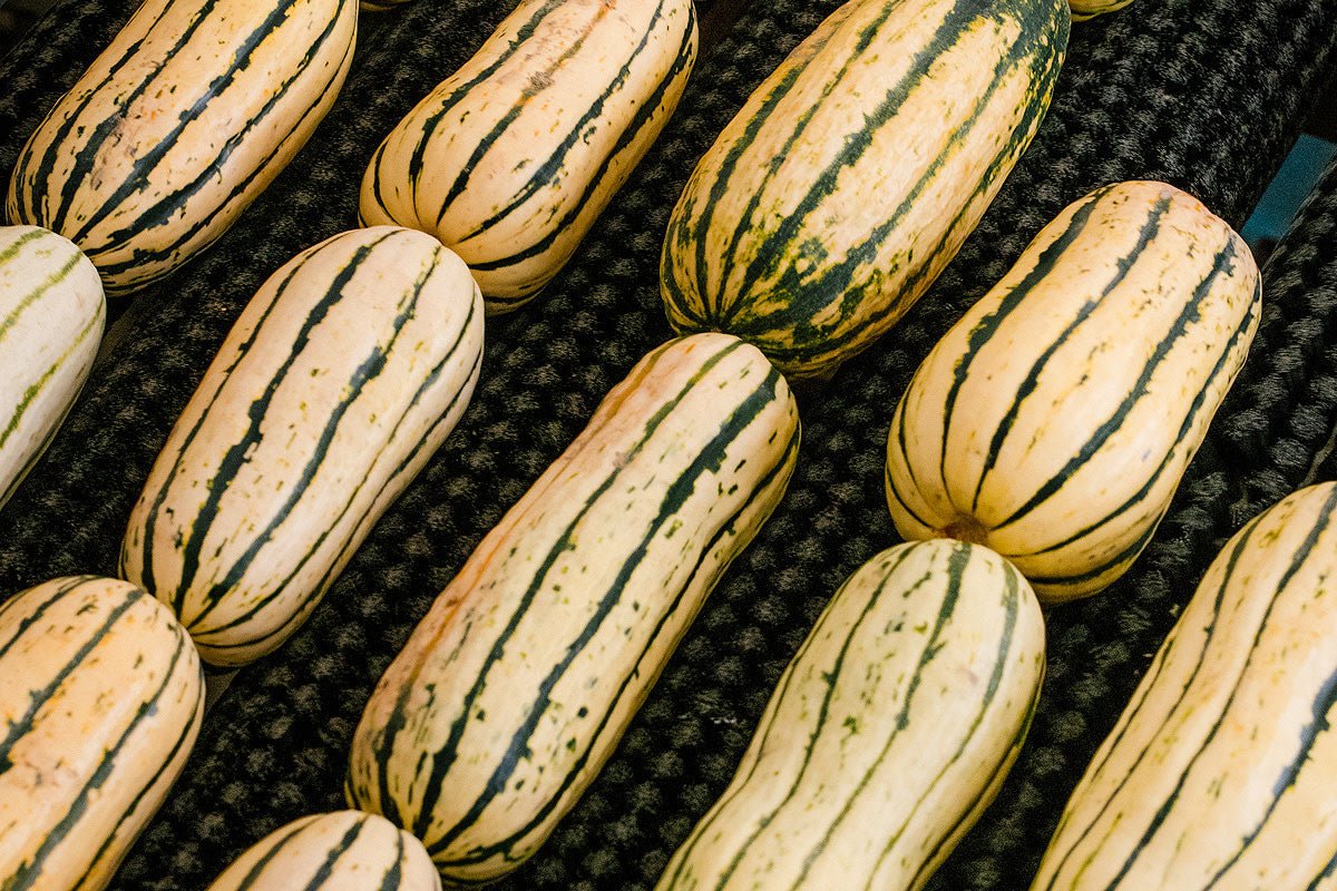 How to Cook Delicata Squash - Daily Harvest