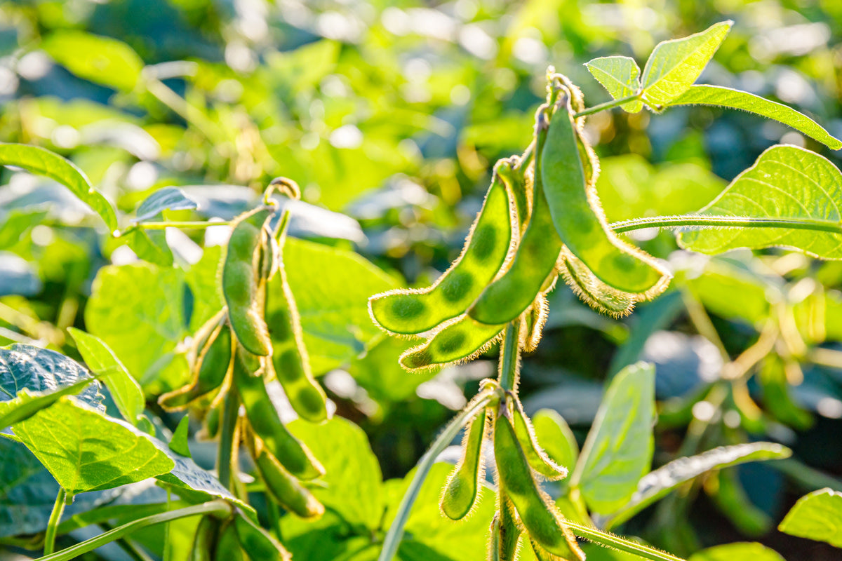 What Exactly is Edamame?