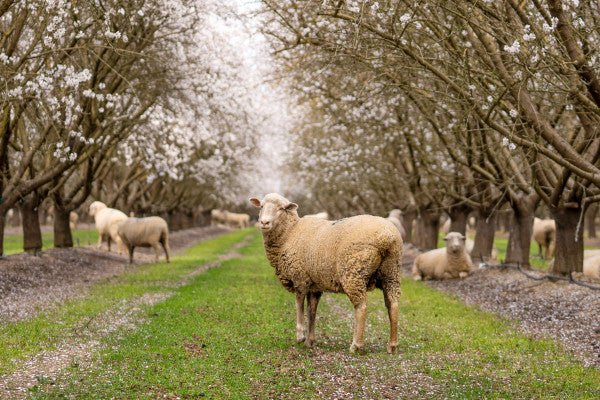 The Almond Project - Daily Harvest