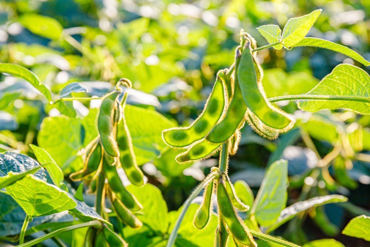 What Exactly is Edamame? - Daily Harvest