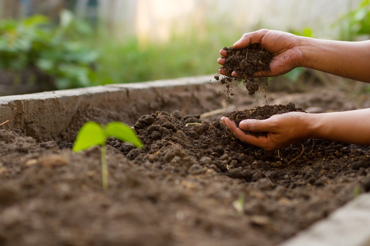Why is Soil Health So Important? - Daily Harvest