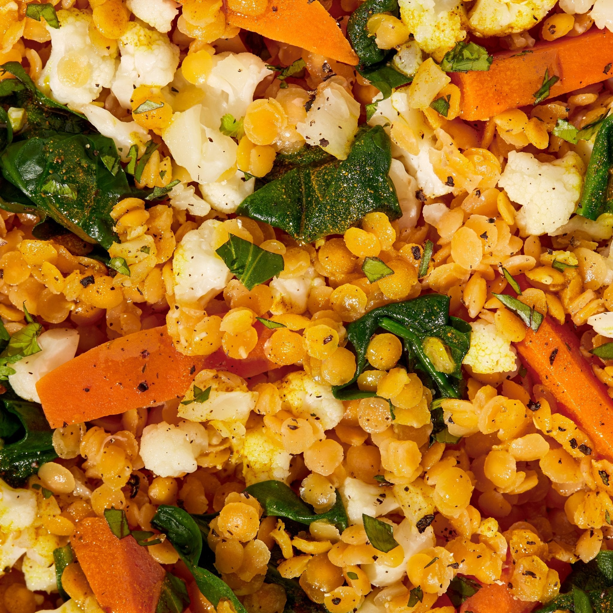 Red Lentil + Cumin 6 Pack - Daily Harvest